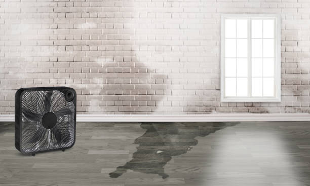 Best Water damage contractors near me  in Pineville, KY