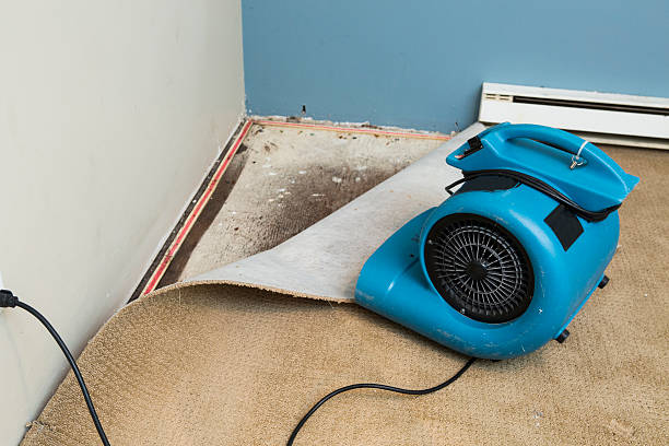 Best Local water damage restoration  in Pineville, KY